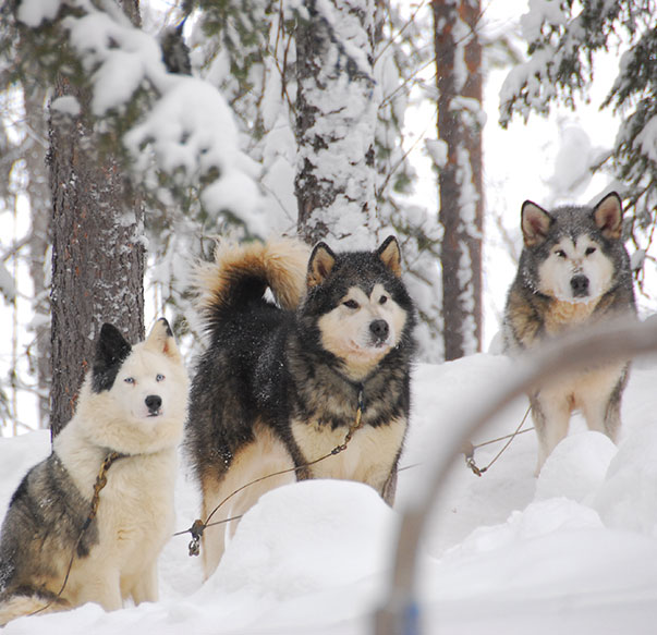 Trois chiens d'Alaska dans la forêt enneigée